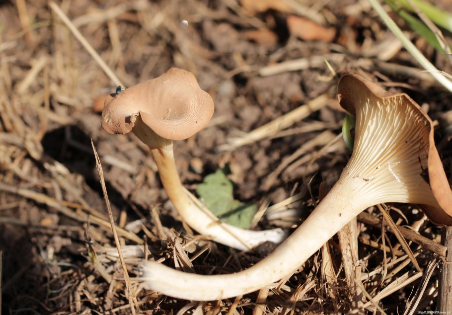 Говорушка ворончатая съедобная