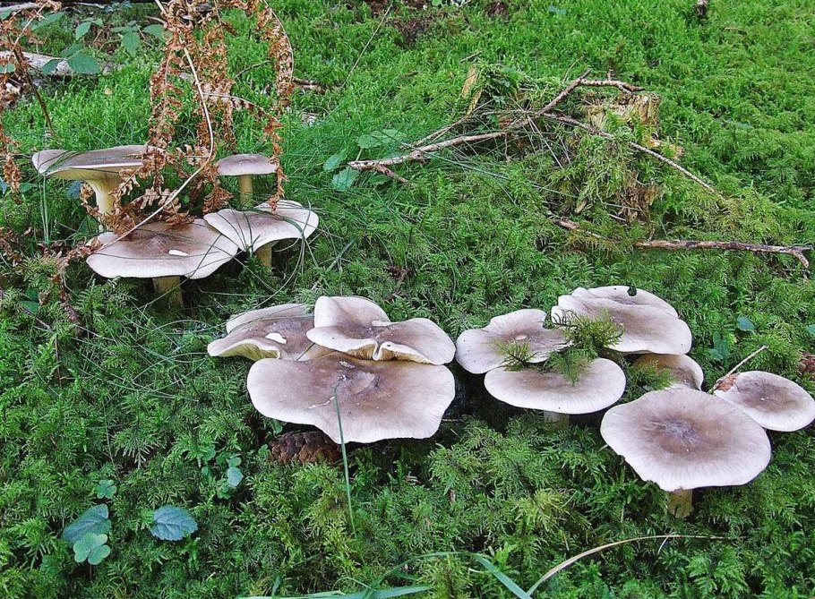 Clitocybe pruinosa — говорушка Снежная