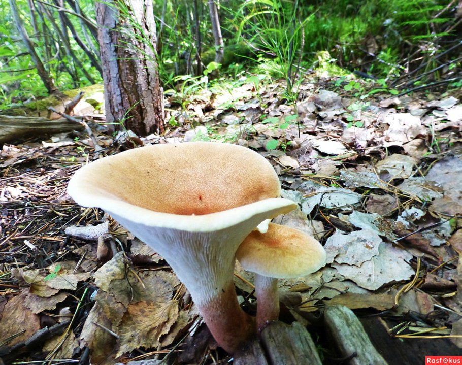 Говорушка воронковидная