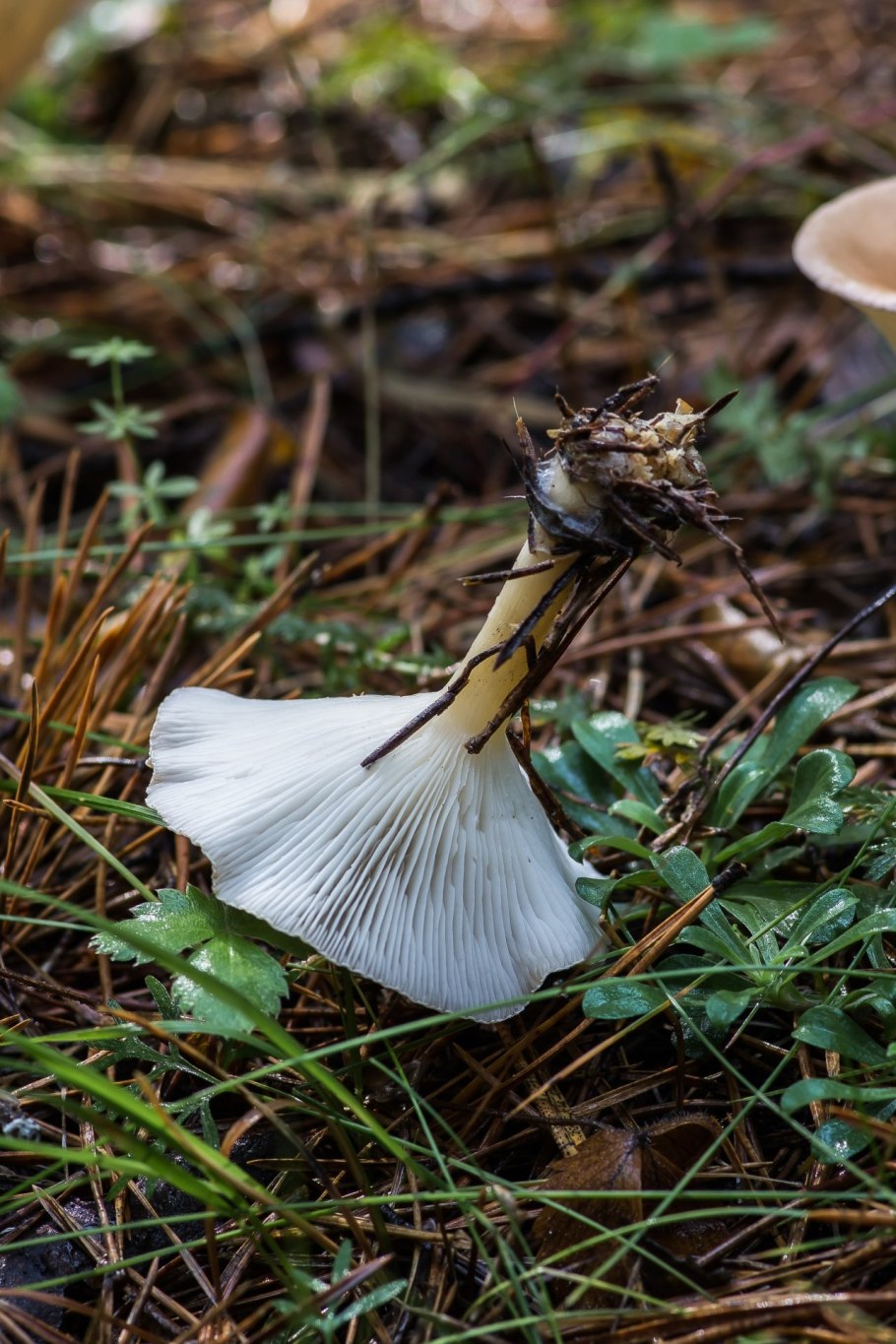 Clitocybe fasciculata
