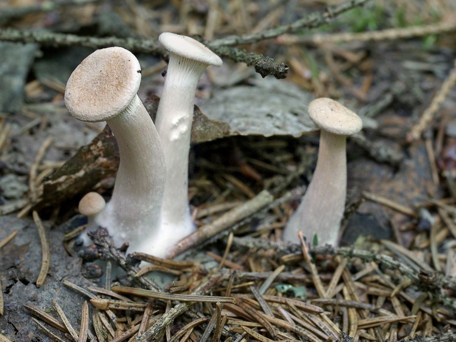 Съедобные грибы Подмосковья пластинчатые