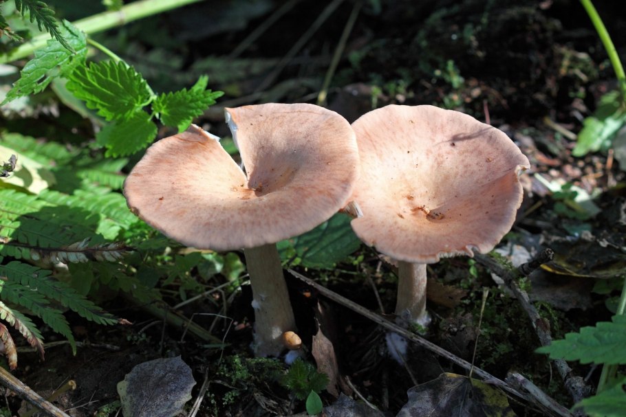 Lactarius resimus купить