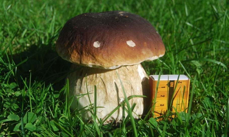 Боровик жёлтый полубелый гриб