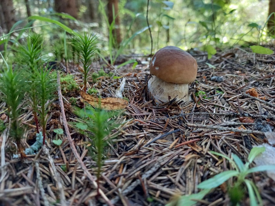 Грибы находки