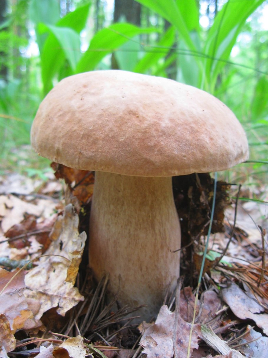 Боровик гриб и белый гриб