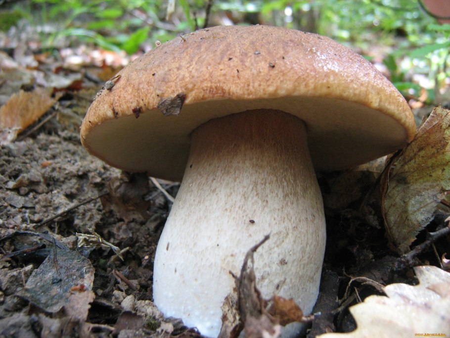 Гриб Эдулис