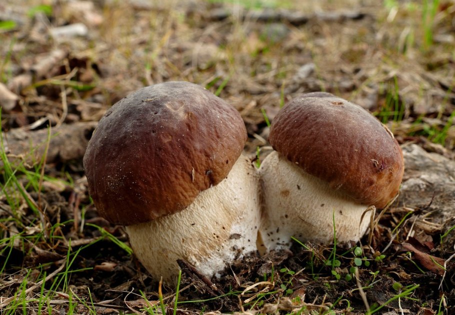 Boletus edulis – белый гриб
