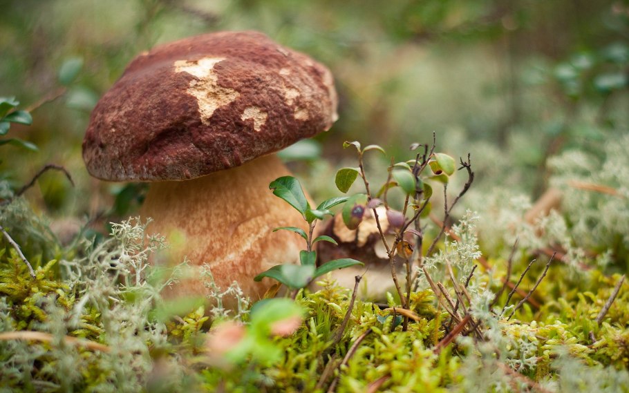 Грибочек подосиновик