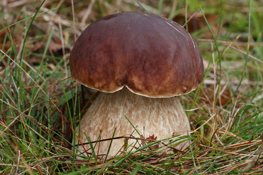 Гименофор Boletus edulis