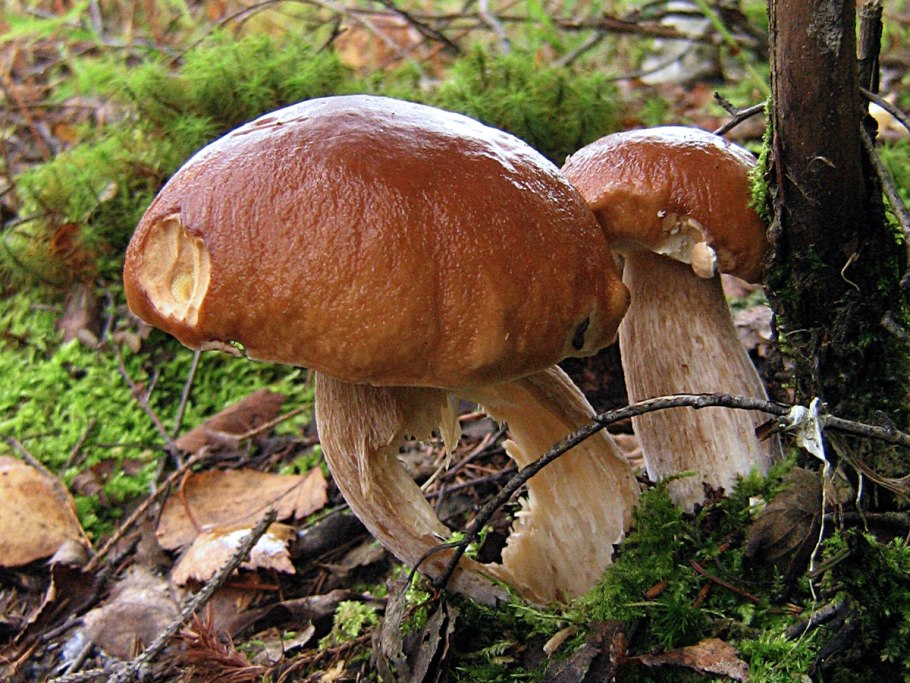 Гименофор Boletus edulis