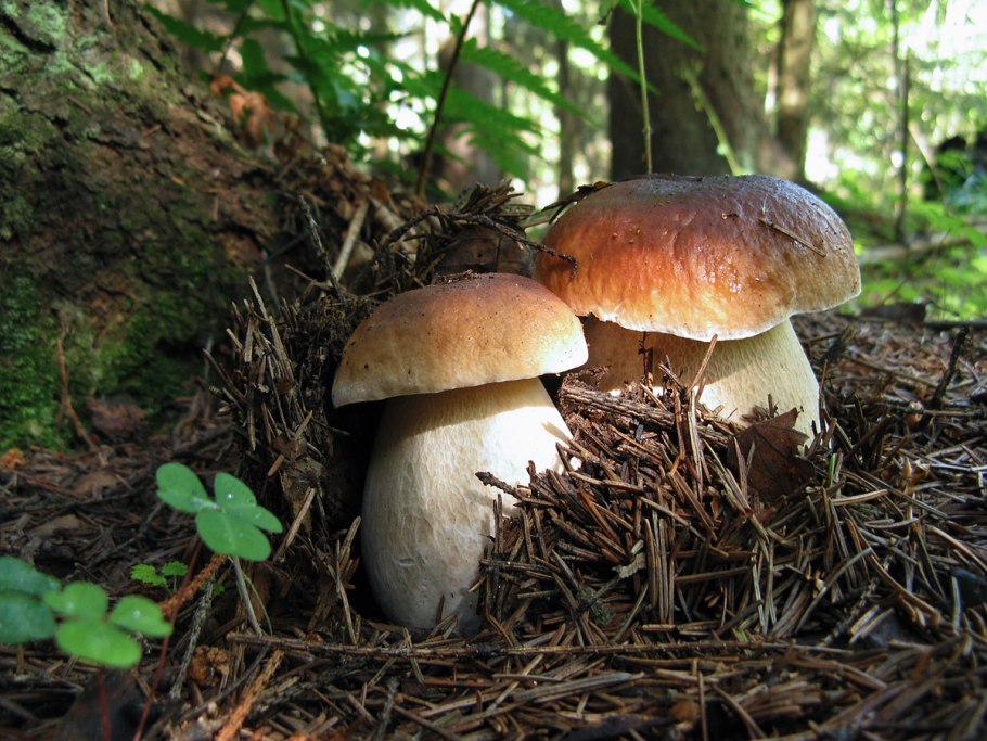 Молодой белый гриб