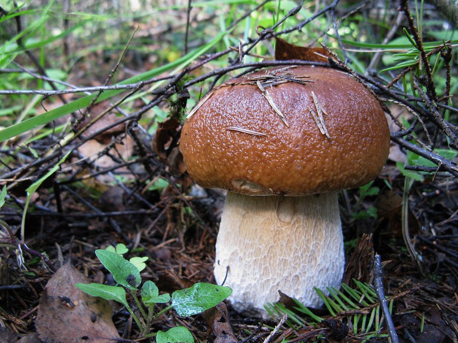 Грибы отдел ( Boletus edulis