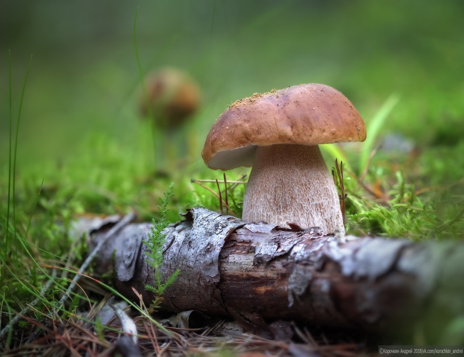 Полевой белый гриб