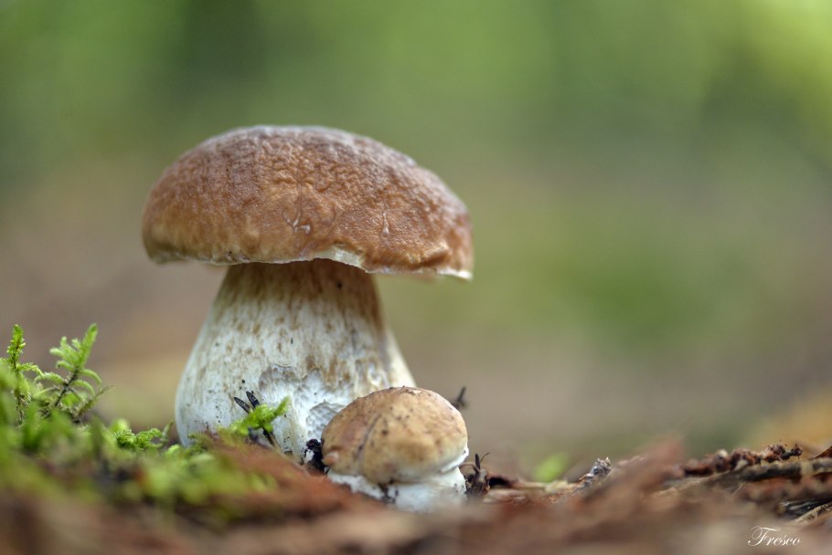 Boletus edulis – белый гриб