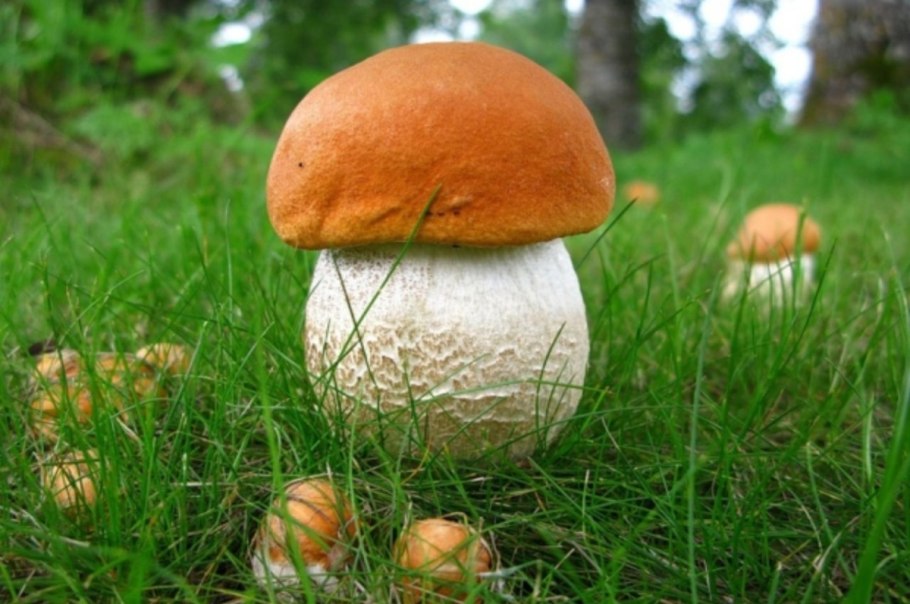 Boletus edulis – белый гриб