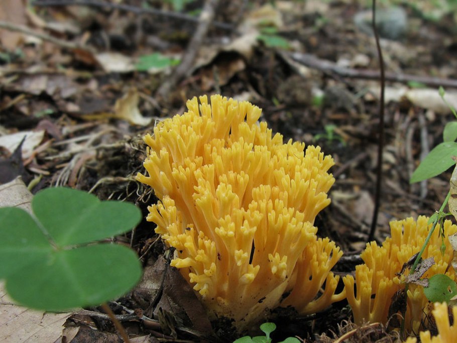 Оленьи рожки Ramaria Flava