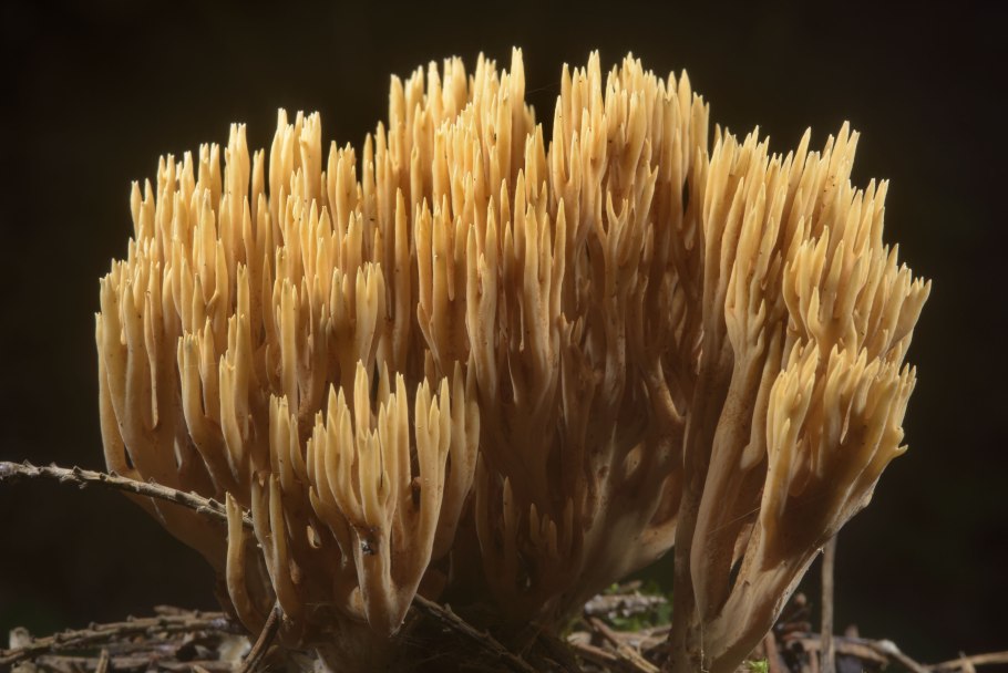 Ramaria Invalii - Рогатик Инвала.