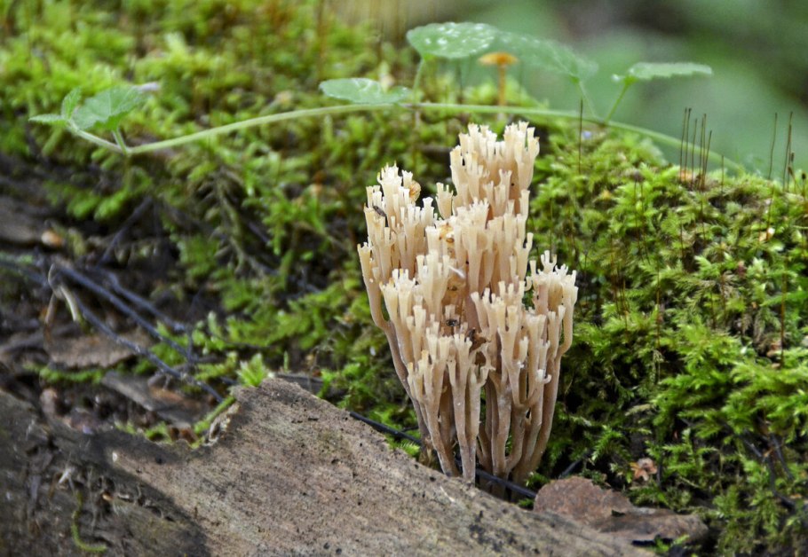 Гриб Рамария желтая