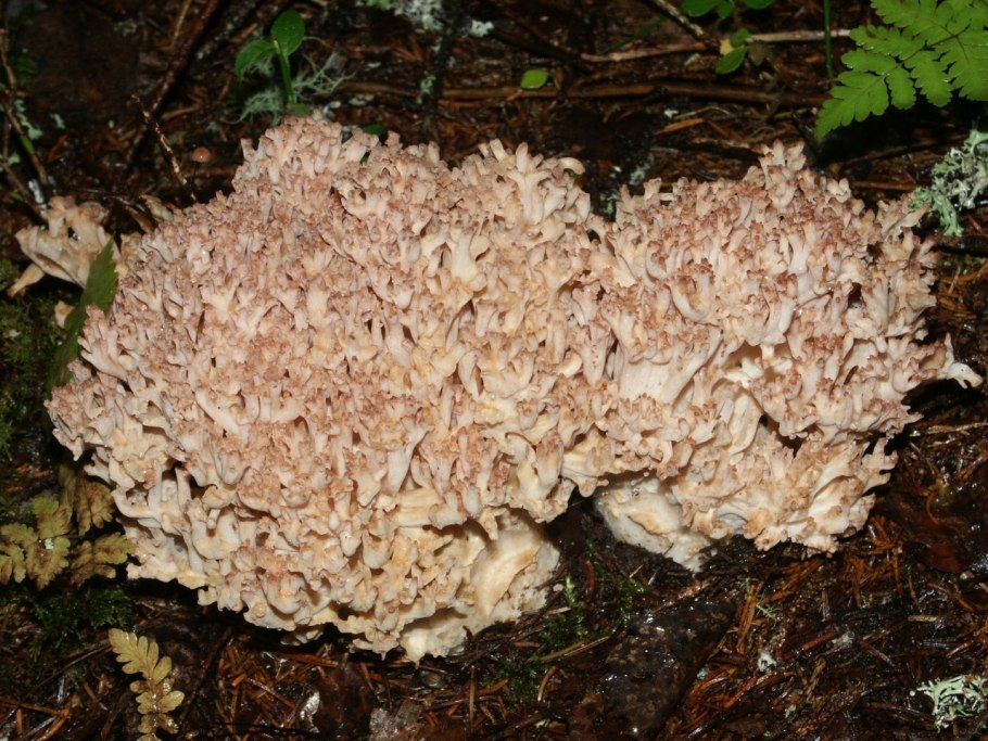 Рогатик гроздевой (Ramaria Botrytis)