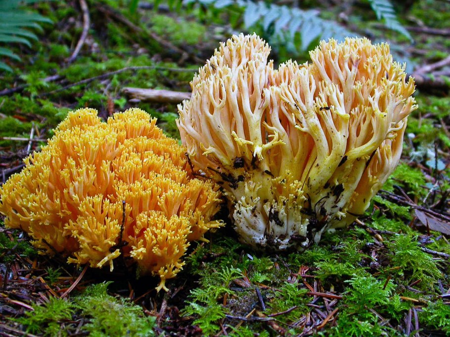 Рамария золотистая - Ramaria Aurea