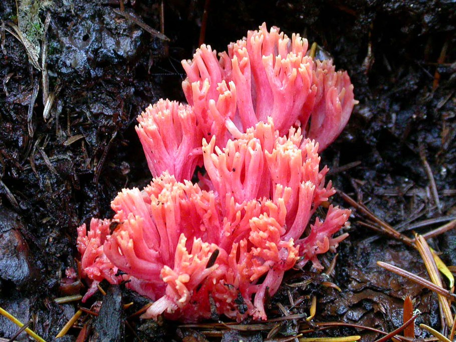 Гриб Рогатик еловый