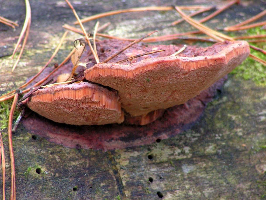 Грибы Татарстана