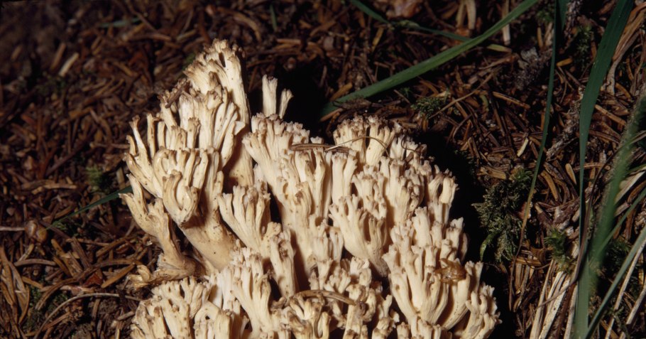 Оленьи рожки ramaria flava