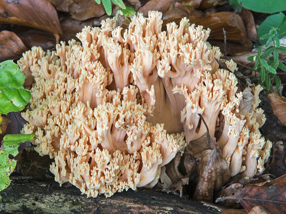 Рамария гроздевидная