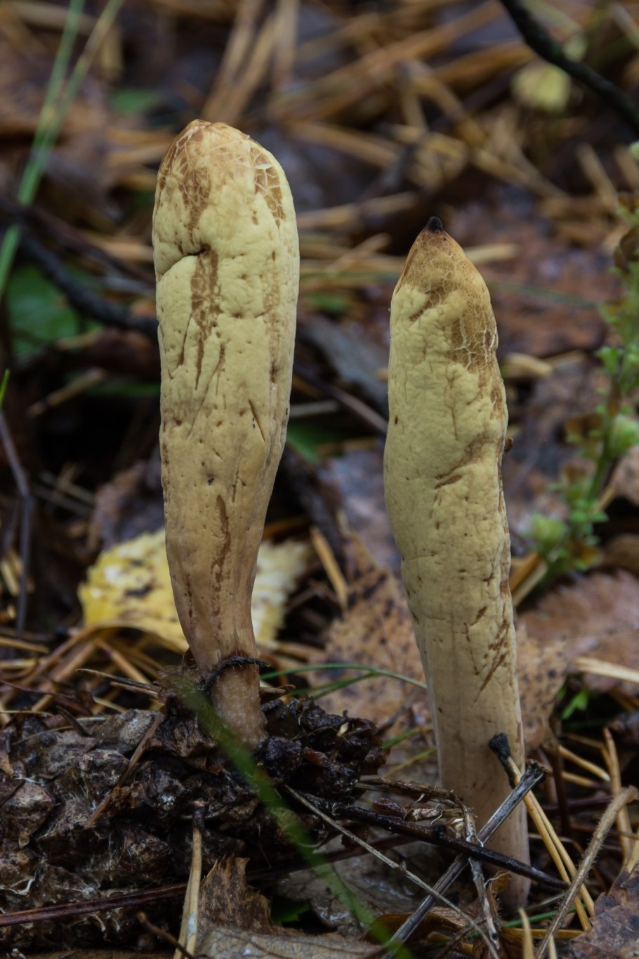 Клавариадельфус язычковый