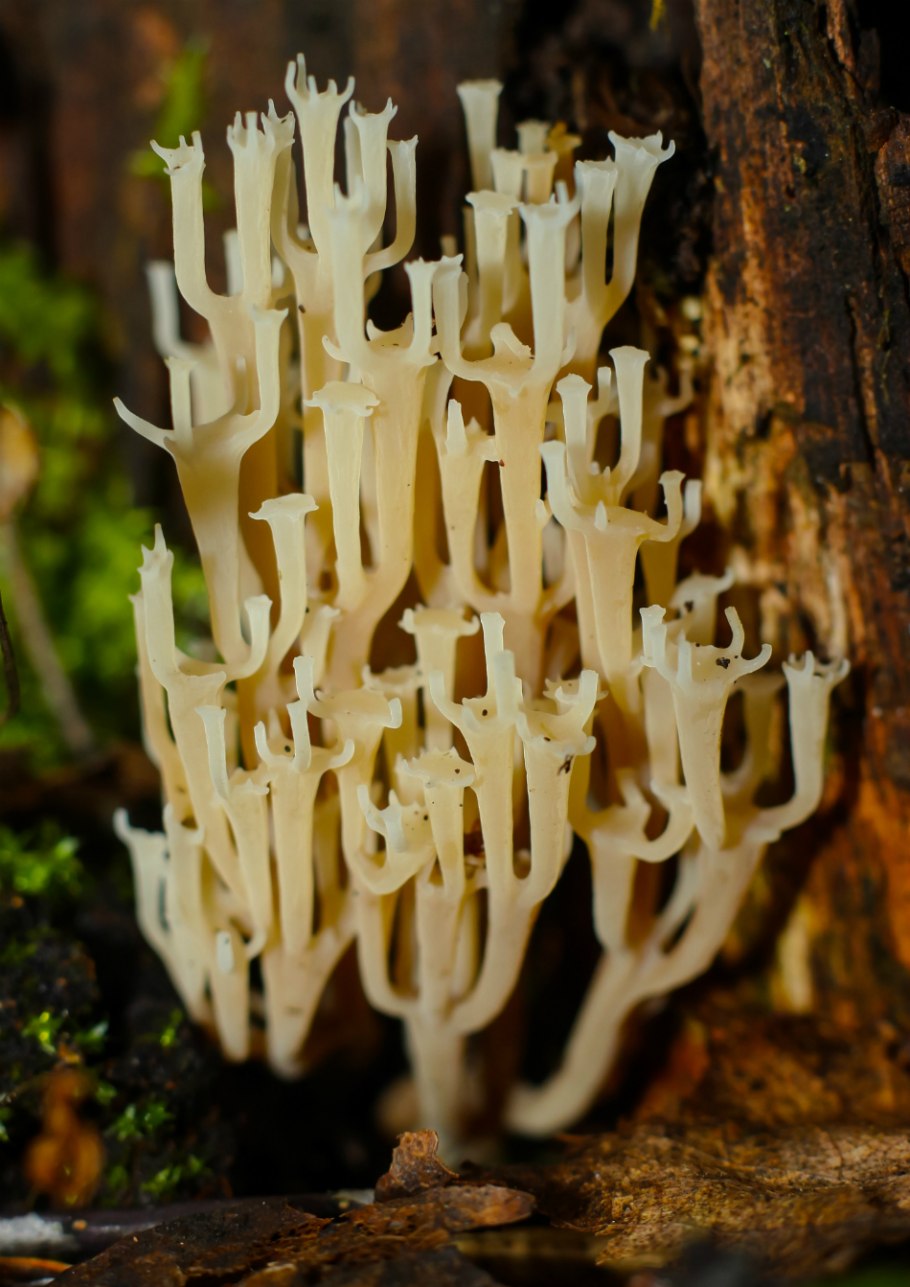 Гриб Рогатик желтый