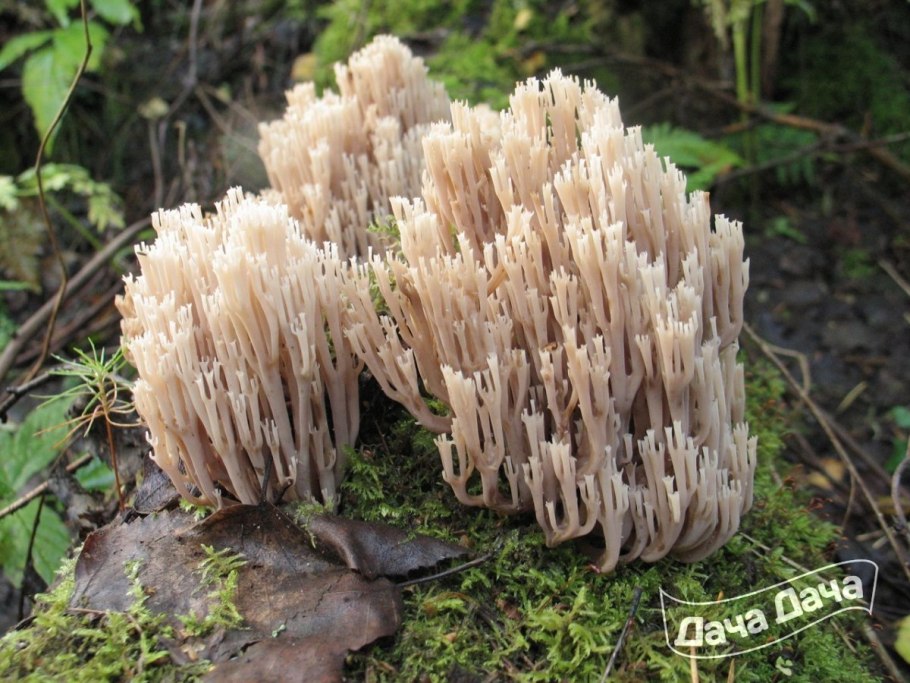 Гриб Рогатик