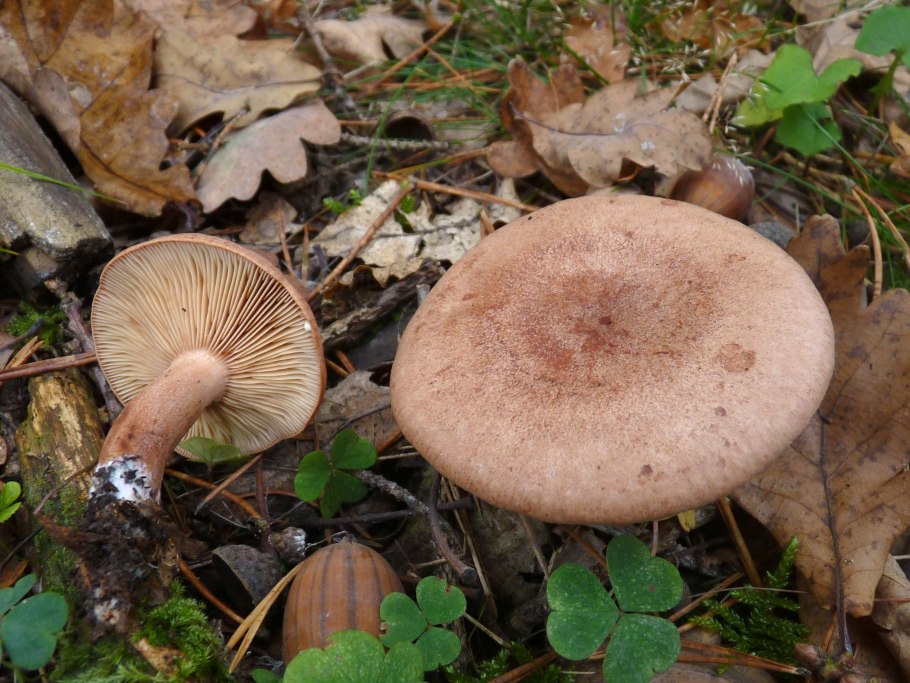 Млечник дубовый Lactarius Quietus