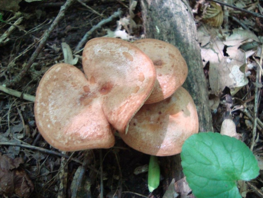 Краснуха гриб фото