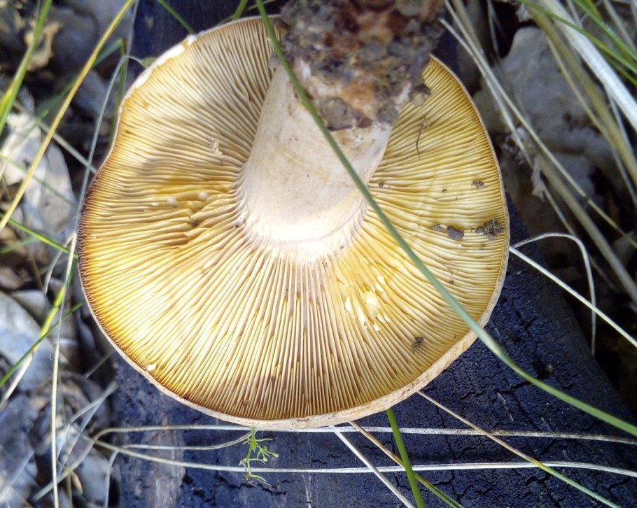 Млечник дубовый Lactarius Quietus