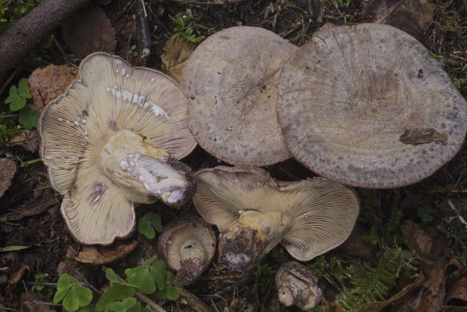 Млечник лиловеющий