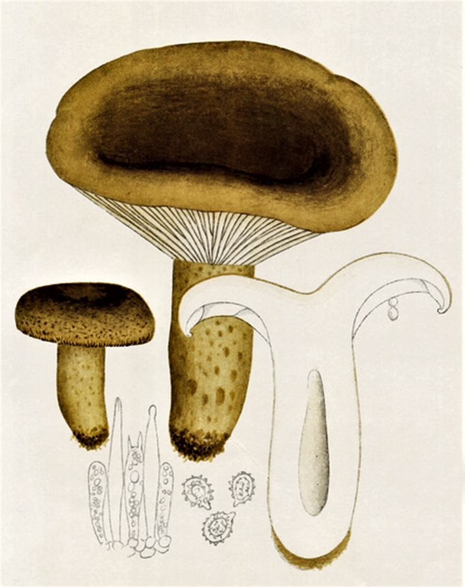 Млечник нейтральный Lactarius Quietus