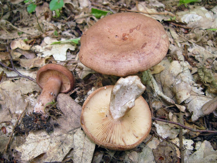 Млечник Поддубный