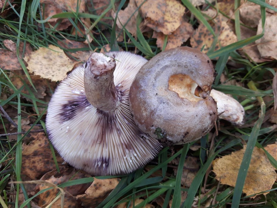 Lactarius violascens