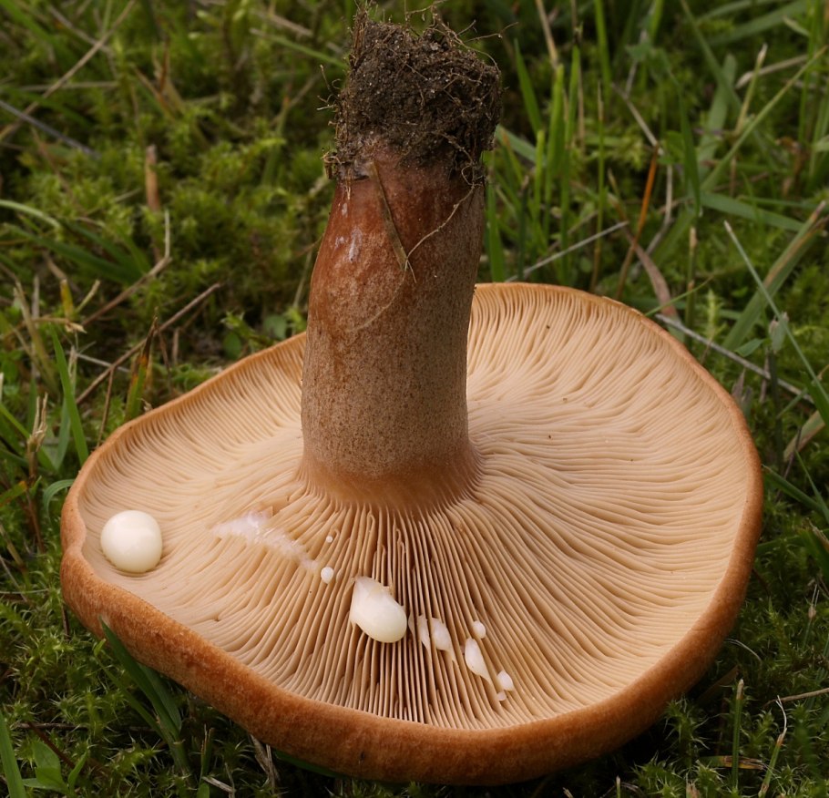 Млечник дубовый Lactarius Quietus