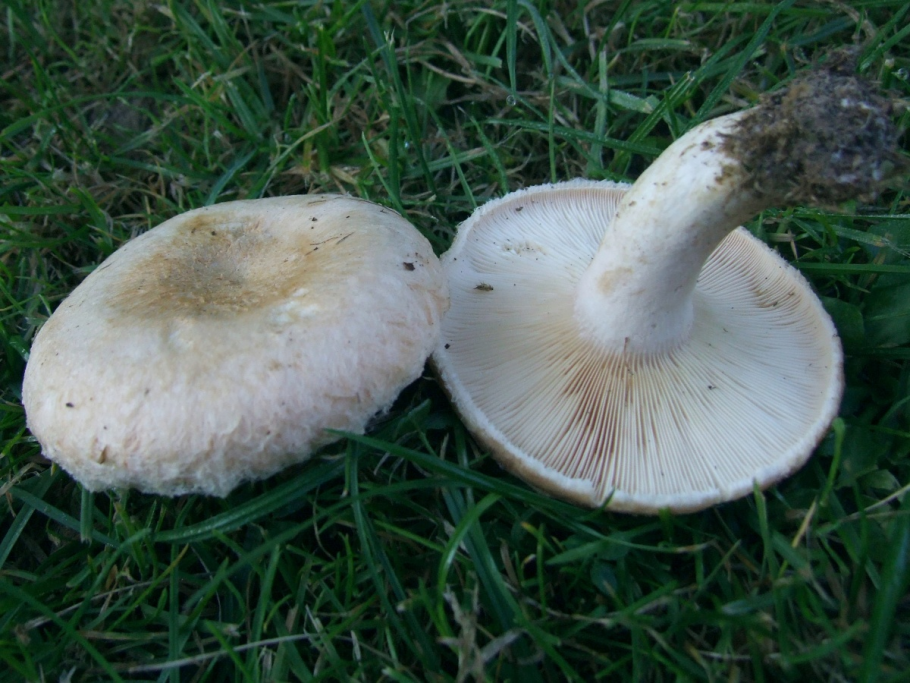 Lactarius zonarius