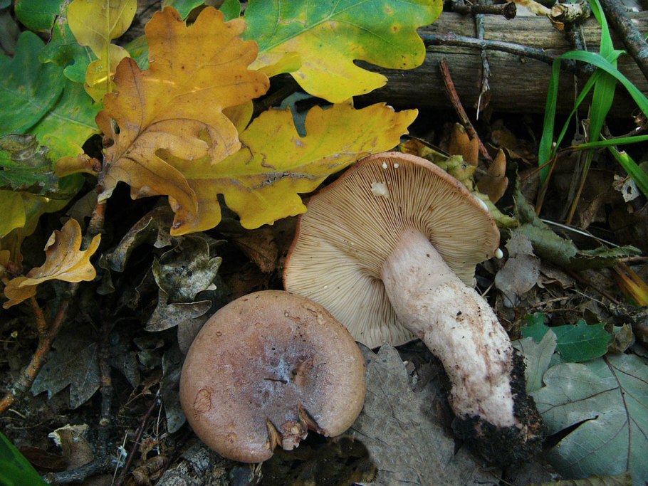 Млечник дубовый