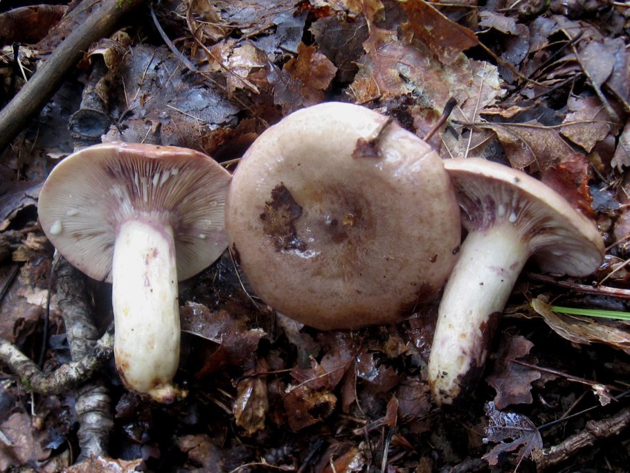 Млечник буроватый