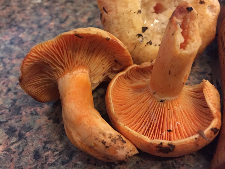 Lactarius albocarneus