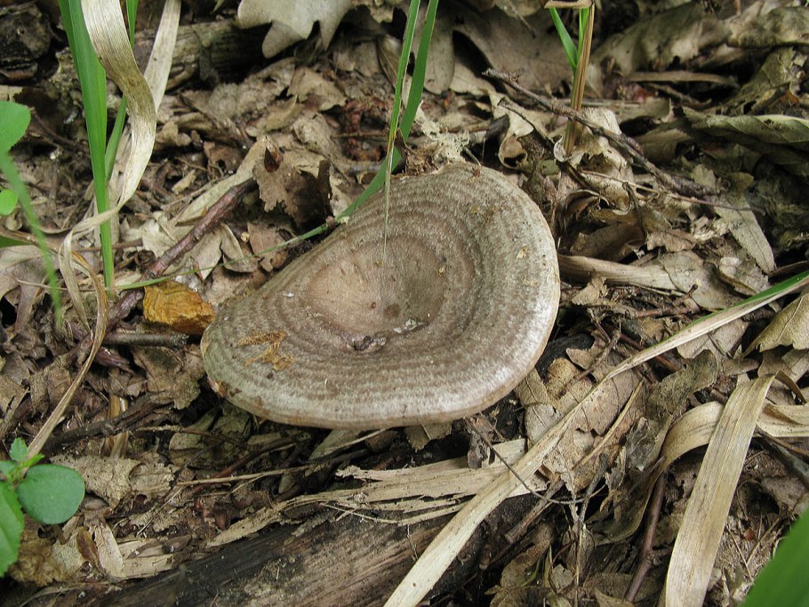 Печеночный млечник гриб
