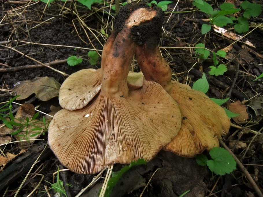 Млечник дубовый Lactarius Quietus