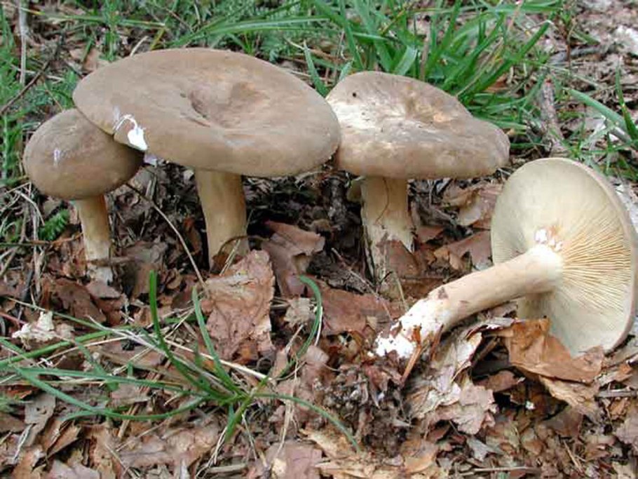 Млечник шиповатый