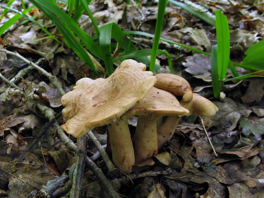 Млечник дубовый Lactarius Quietus