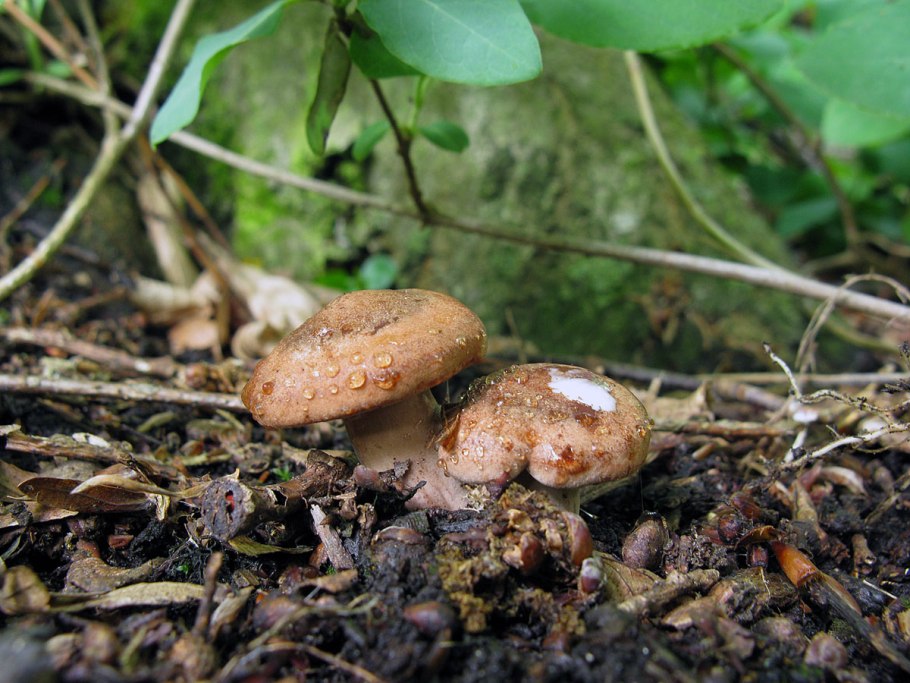 Грибы Ставрополья