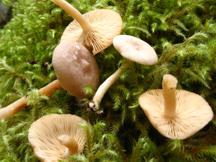 Млечник ароматный lactarius glyciosmus