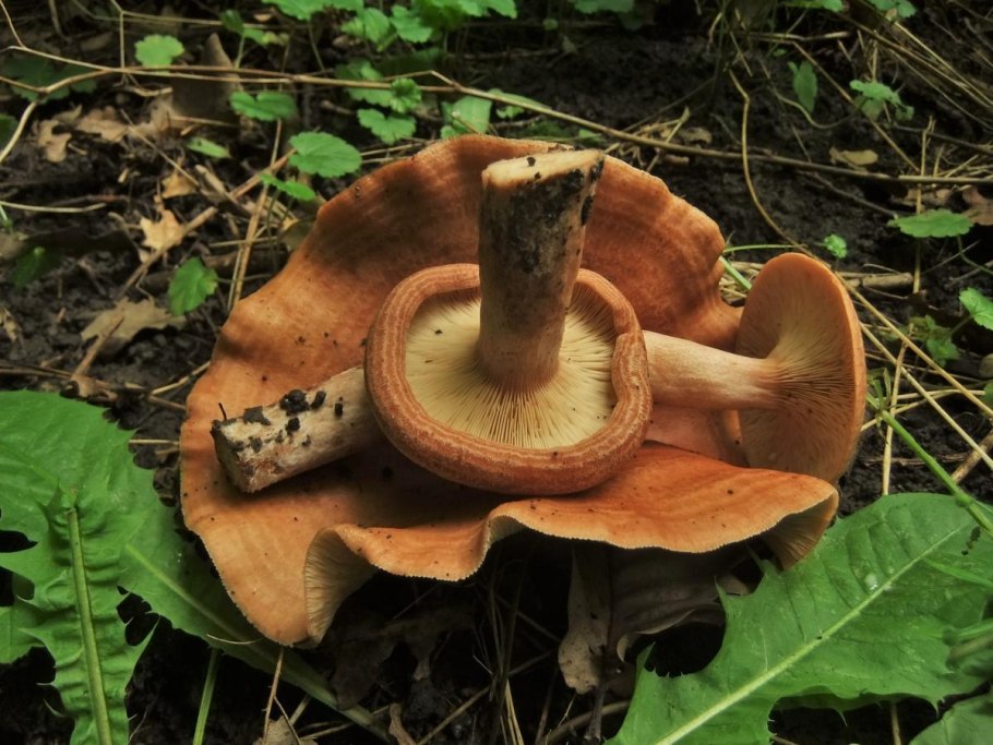 Млечник Ольховый гриб